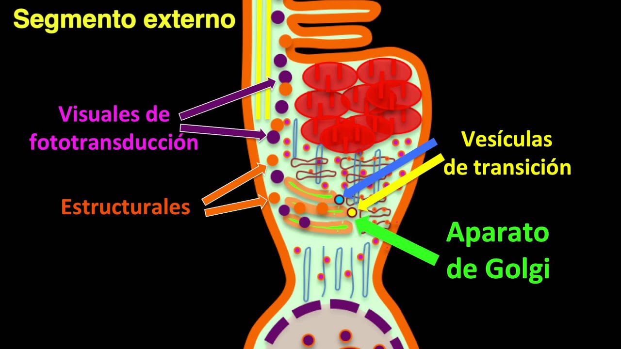 Fotorreceptores: S&iacute;ntesis de prote&iacute;nas Estructurales y de Fototransducci&oacute;n - Bonafonte