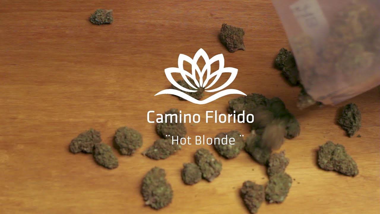 Hot Blonde HD