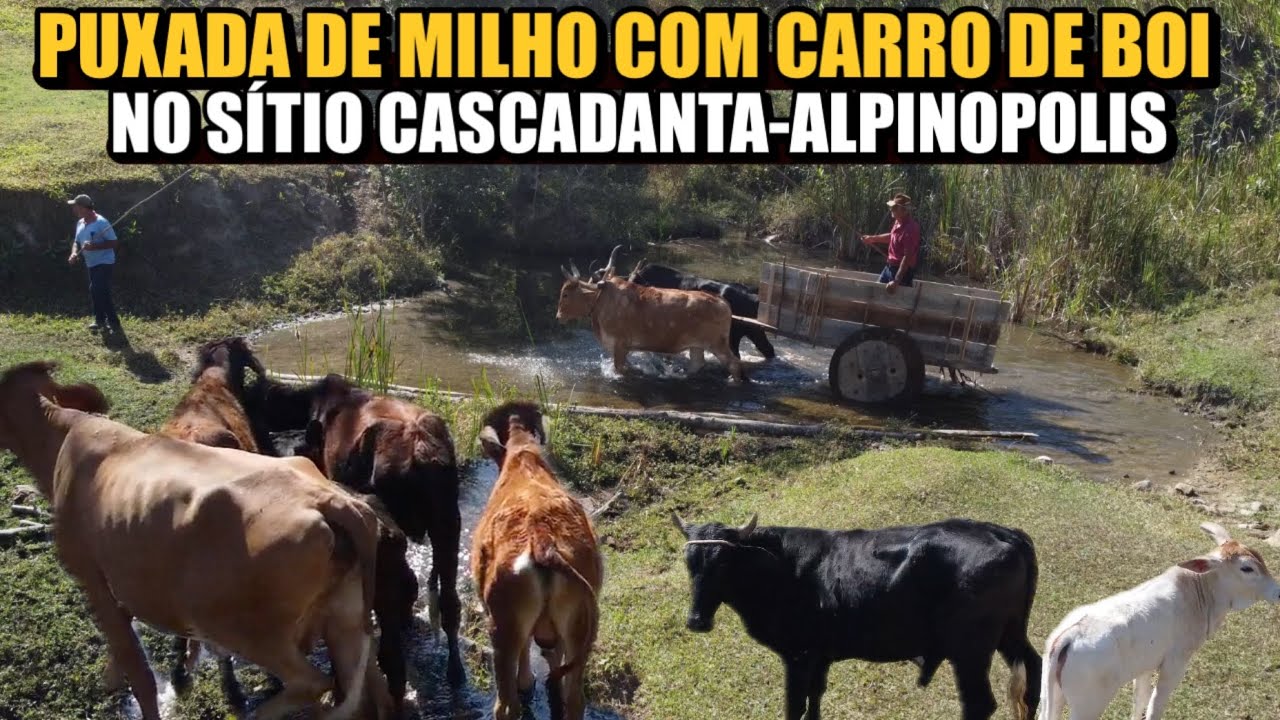 ESSE VÍDEO TE FARÁ LEMBRAR DO PASSADO - CARRO DE BOI CHOROU CARREGADO DE MILHO
