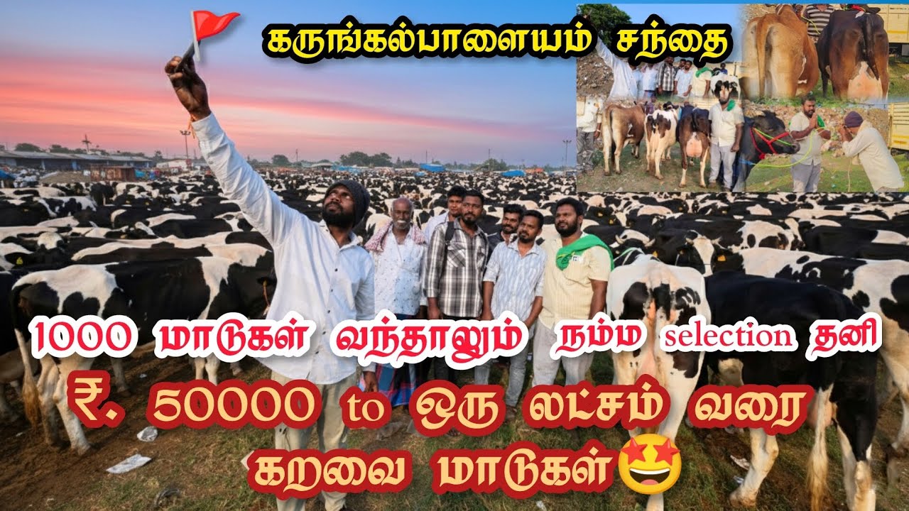 1000 மாடு வந்தாலும் நம்ம Selection தனி /₹. 50000 முதல் ஒரு லட்சம் வரை கறவை மாடுகள் 