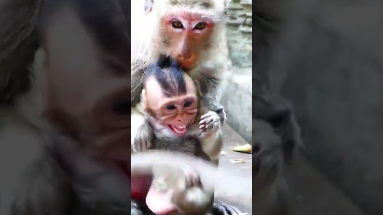 Life of Monkeys: The mother monkey taught her baby monkey to be less stubborn.
