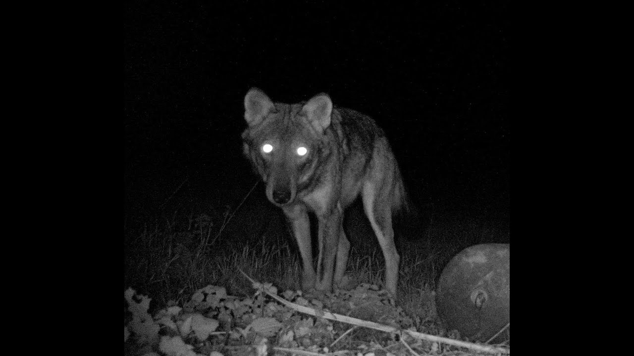 Presenza del lupo nel Parco del San Bartolo. Aggiornamento dicembre 2020