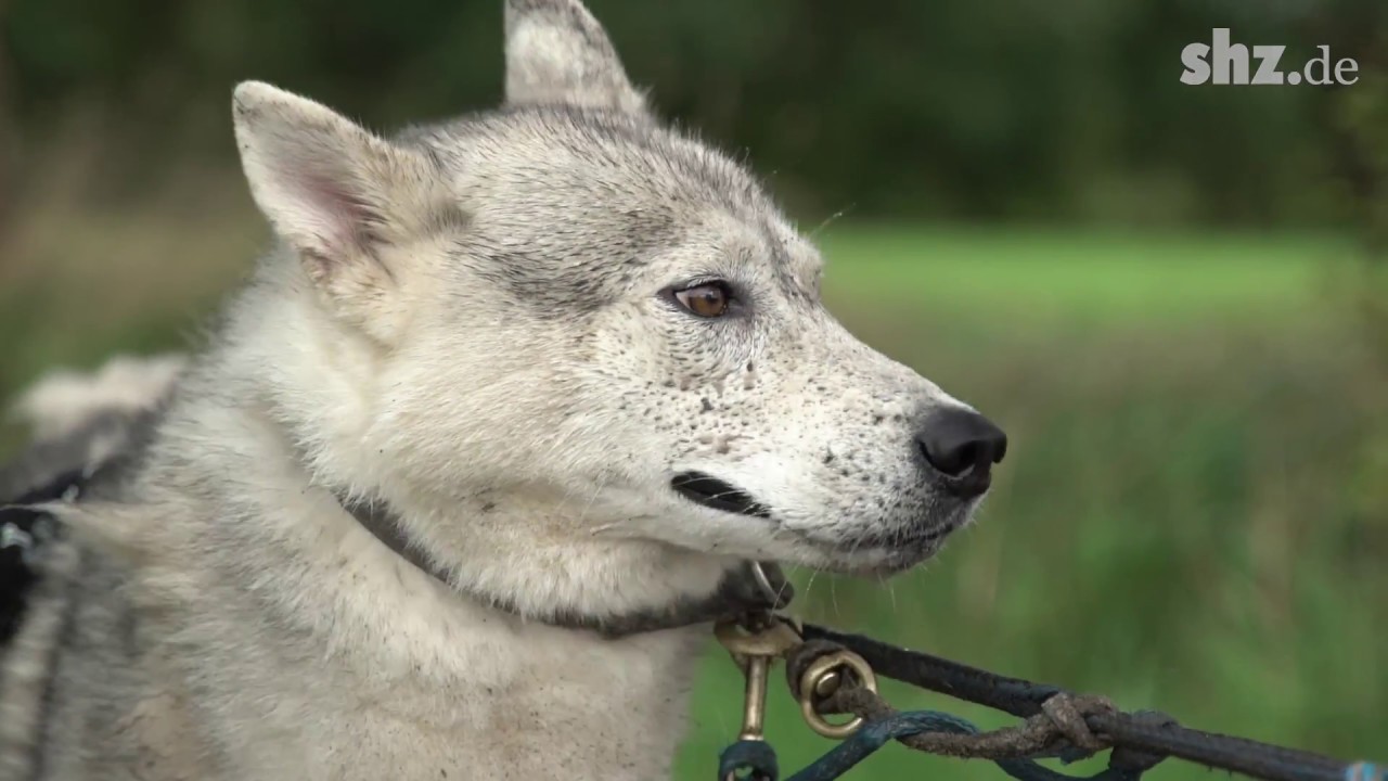 Pfotenreich: Huskyfarm Hüttener Berge