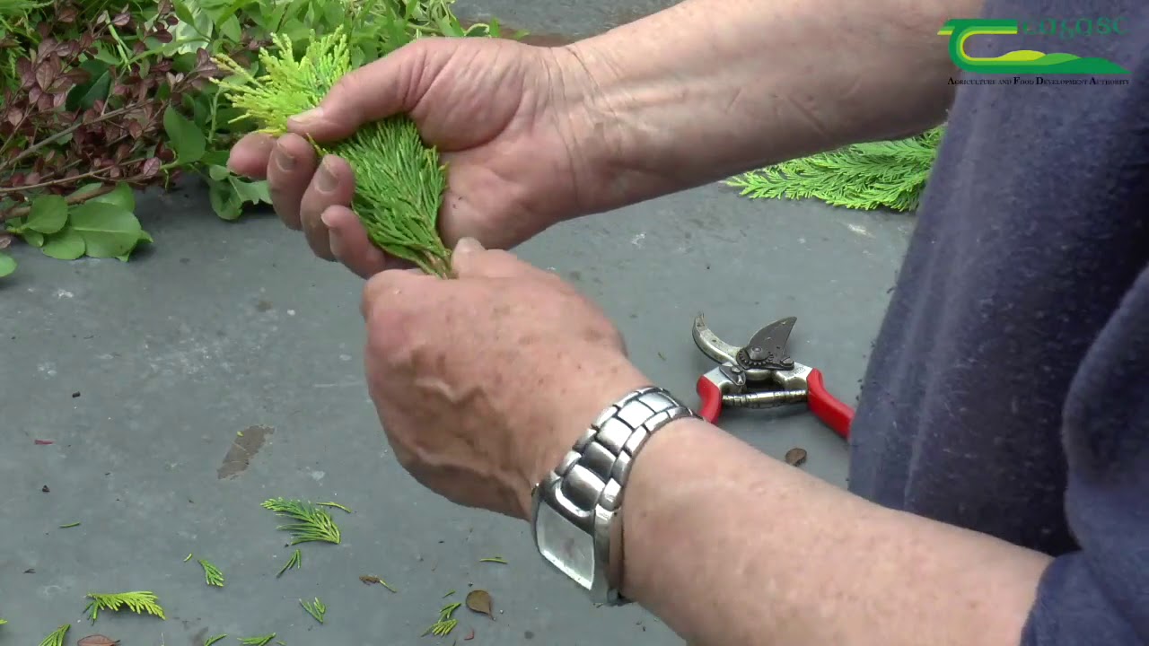 The Fundamentals of Plant Propagation by Vegetative Cuttings