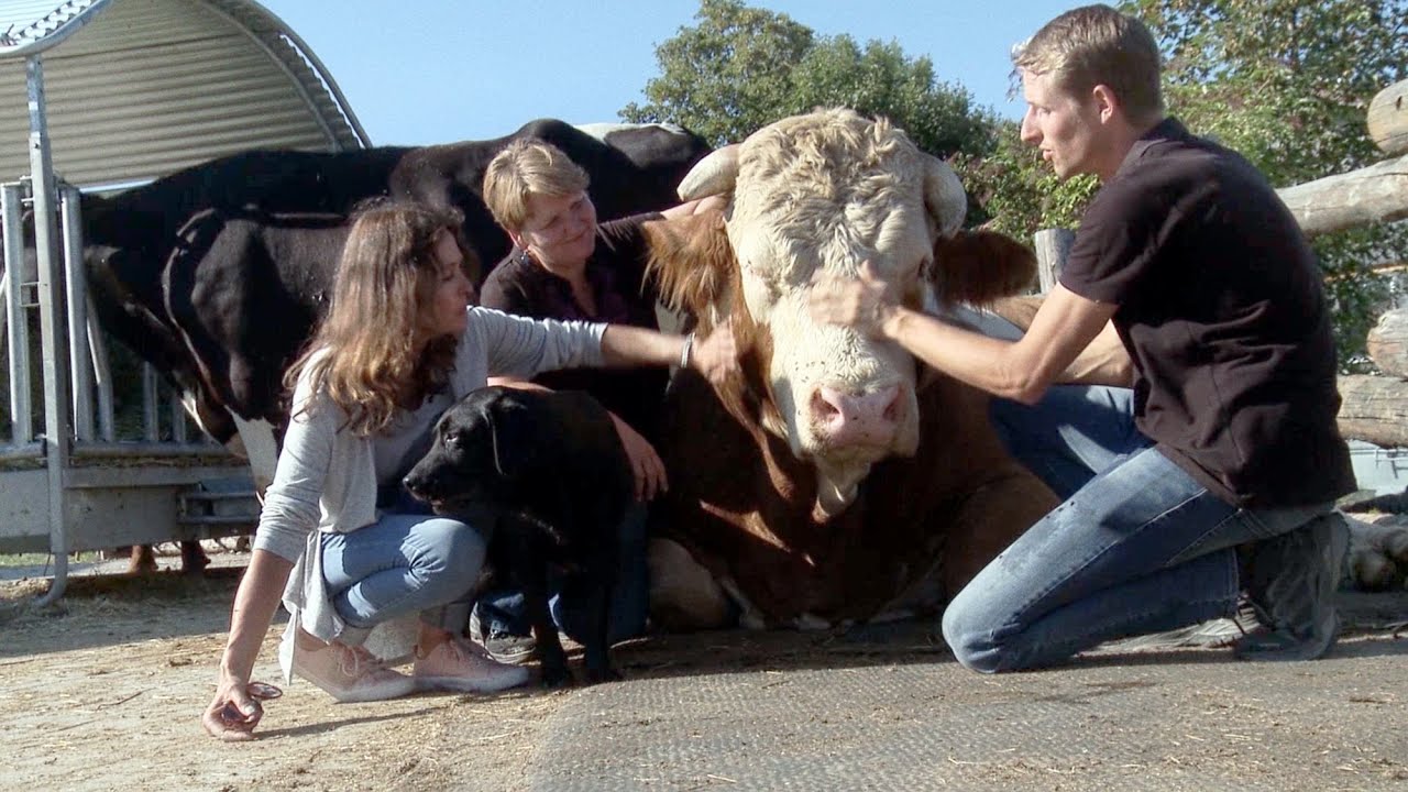 Im Licht der Hoffnung - Frieden für die Tiere! (Offizieller Trailer)