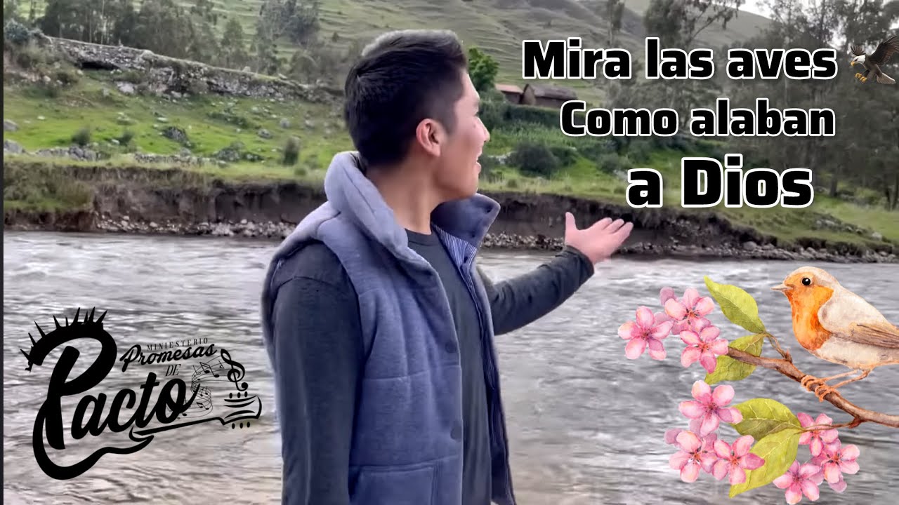 Mira las aves como alaban a Dios