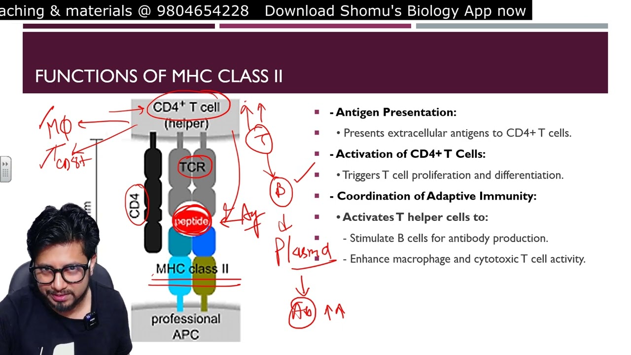 MHC class 2 structure and function | Major histocompatibility complex 2