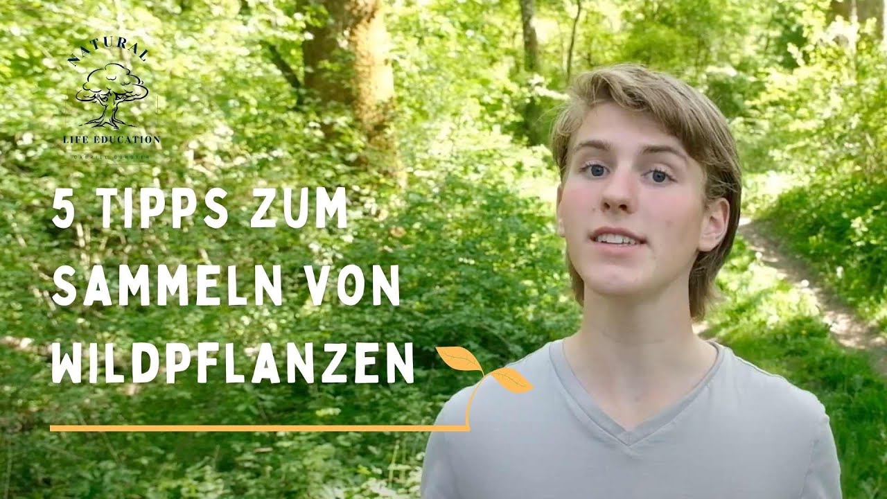 🌿🌱 Wie du essbare Wildpflanzen RICHTIG sammelst! | Top 5 Tipps 💡🍃🌿