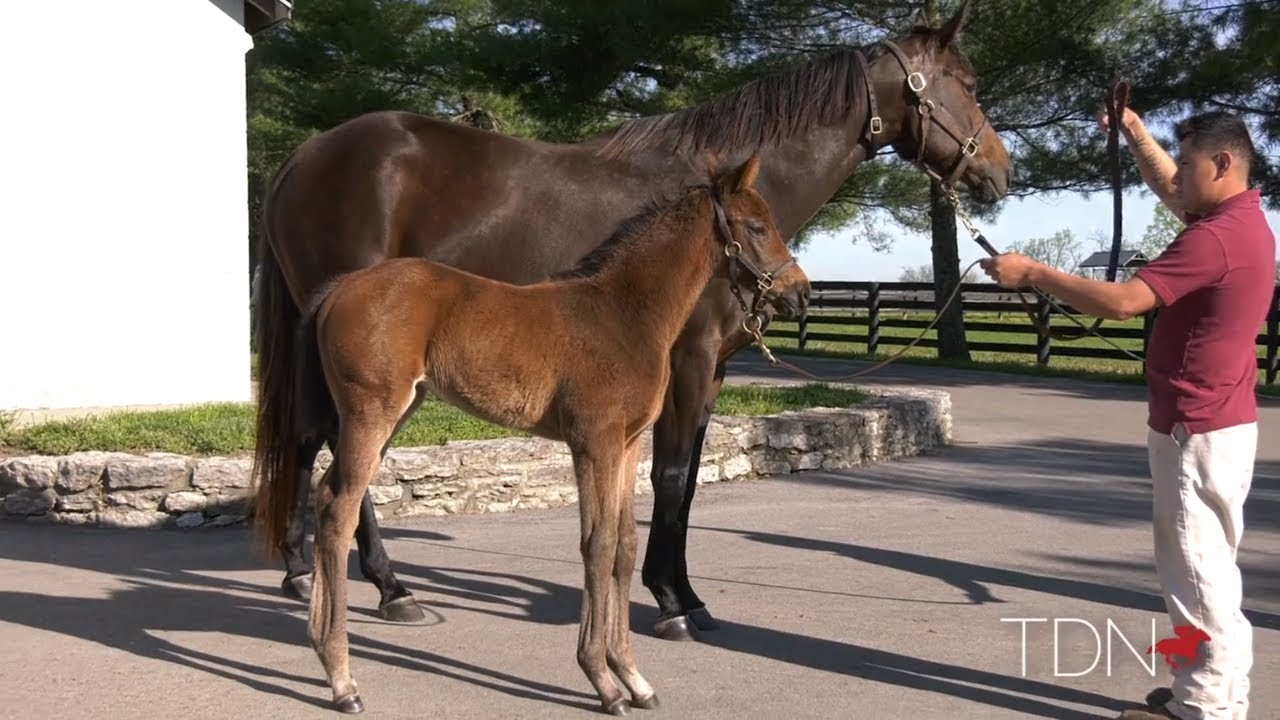 Grade I Winner By the Moon Foals an Arrogate Filly