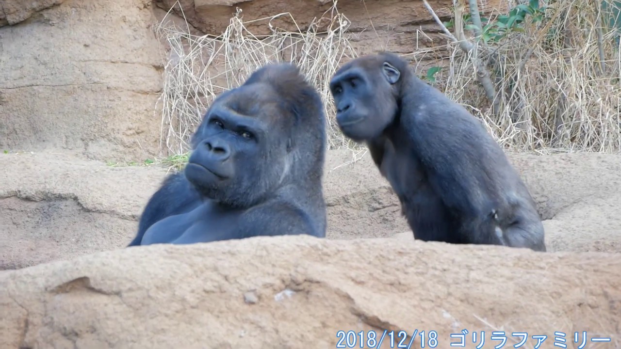 【再生数200万突破】子供が見てる シャバーニの交尾 ゴリラ shabani  family gorilla 003 Mating 東山動植物園 20181218