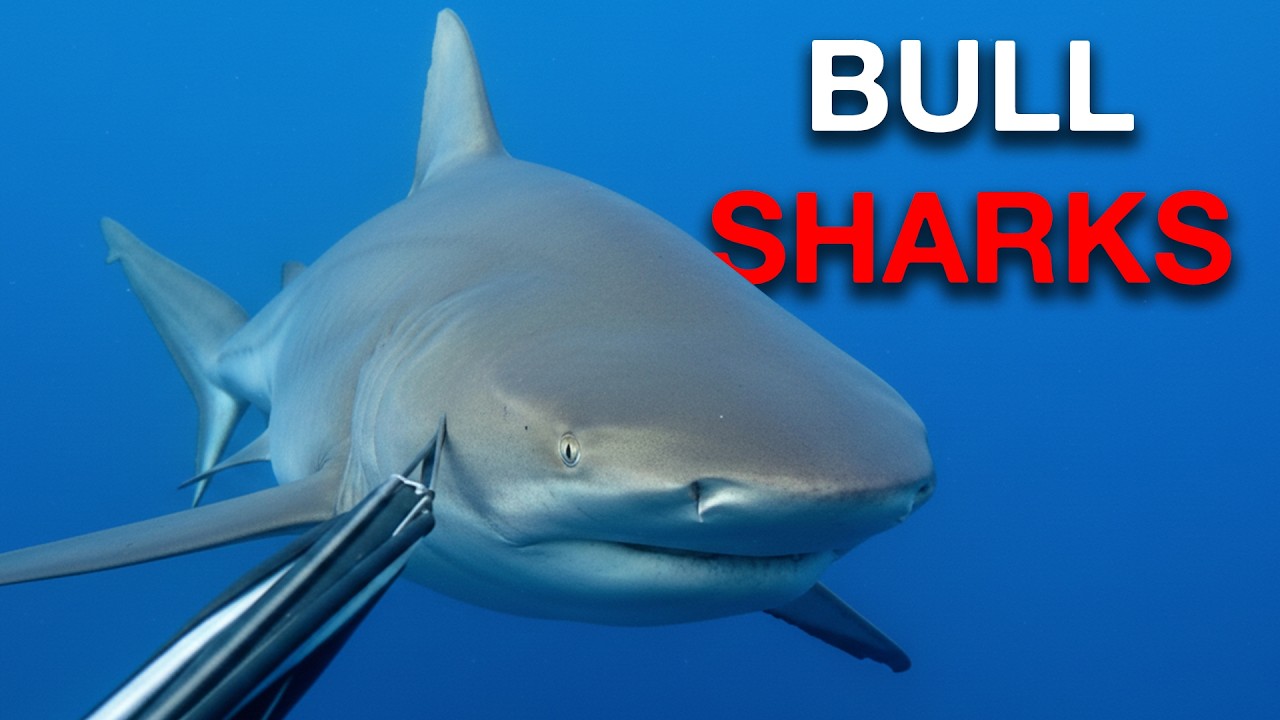 Summer SHARKS Are Out of Control in Australia.