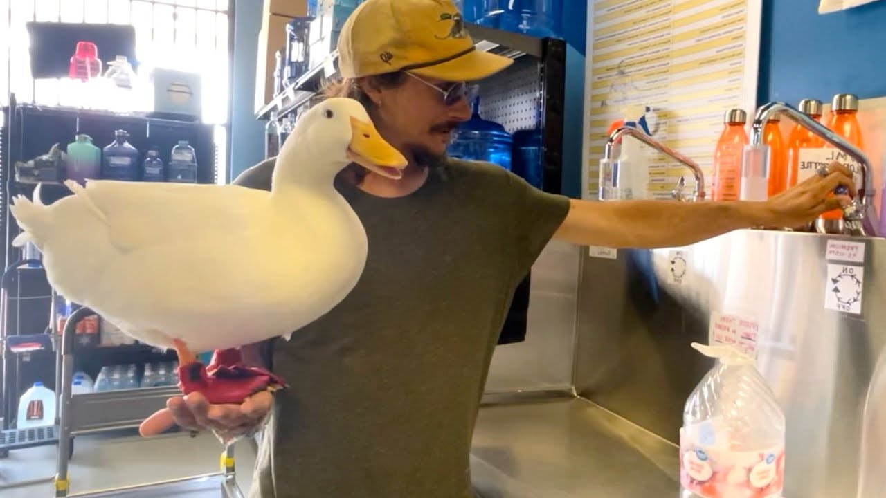 I took my duck to the Water Store