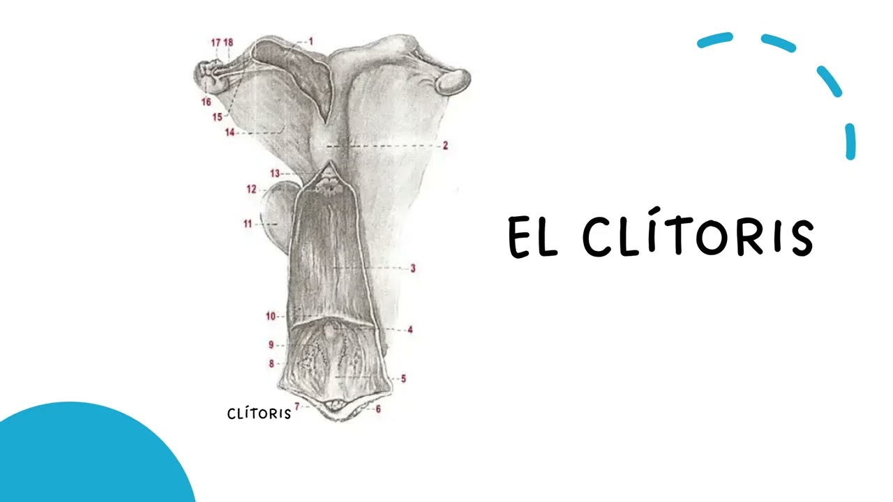 Presentacion Anatomia y Fisiologia del Sistema Reproductor Equino - Maribel Restrepo