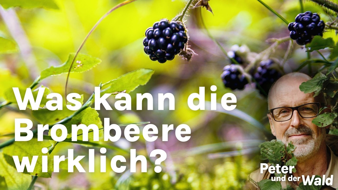 Die Brombeere – unterschätzt, missverstanden und erstaunlich spannend 🌿