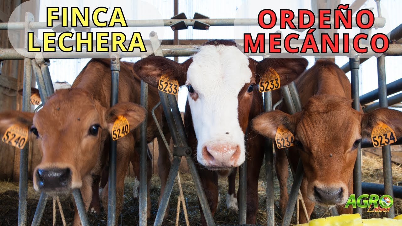 FINCA LECHERA: ORDE&Ntilde;O MEC&Aacute;NICO