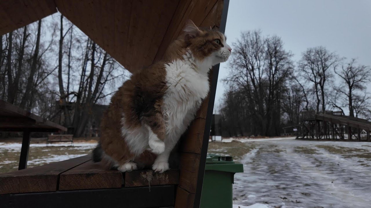 Кот Плюха исследует усадьбу.