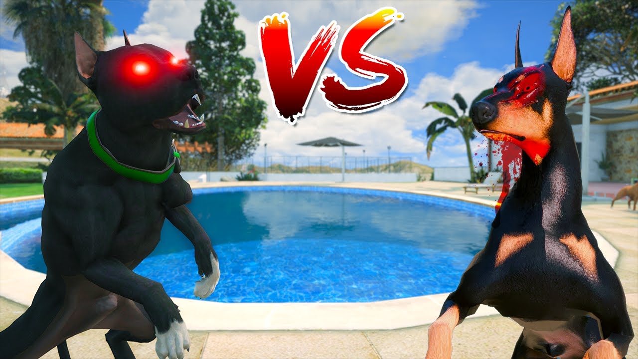 SİYAH PİTBULL TYSON ŞEYTAN DOBERMAN DEMON'LA DÖVÜŞÜYOR! - GTA 5