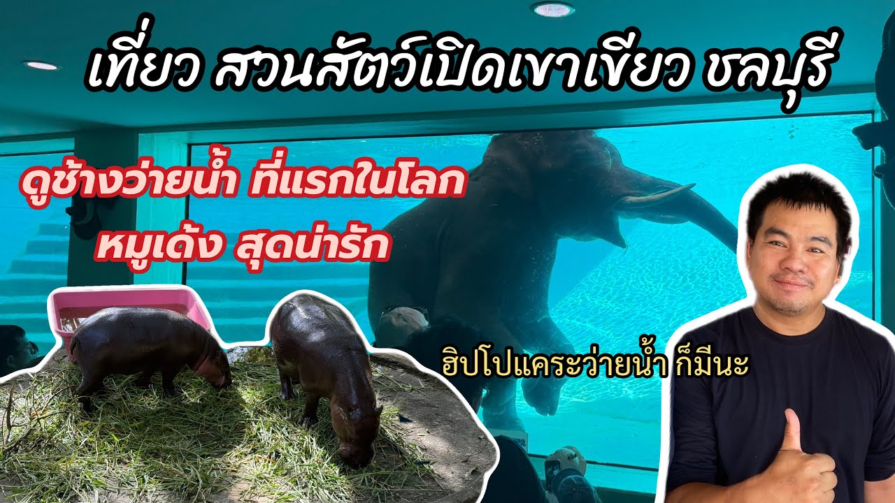 กินเที่ยว EP142 ไปดูหมูเด้ง ช้างว่ายน้ำที่แรกในโลก สวนสัตว์เปิดเขาเขียว ชลบุรี
