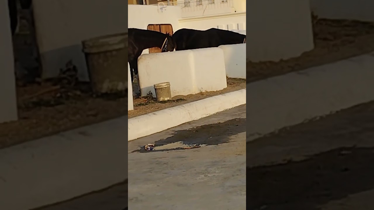 Tara naa da zayqa inj sajna 