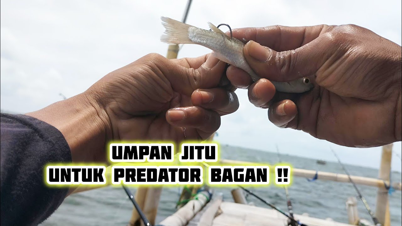 Amiss !!Gak kenal musim kalo pake umpan ini langsung di sedot|| Mancing bagan tanjung kait terbaru
