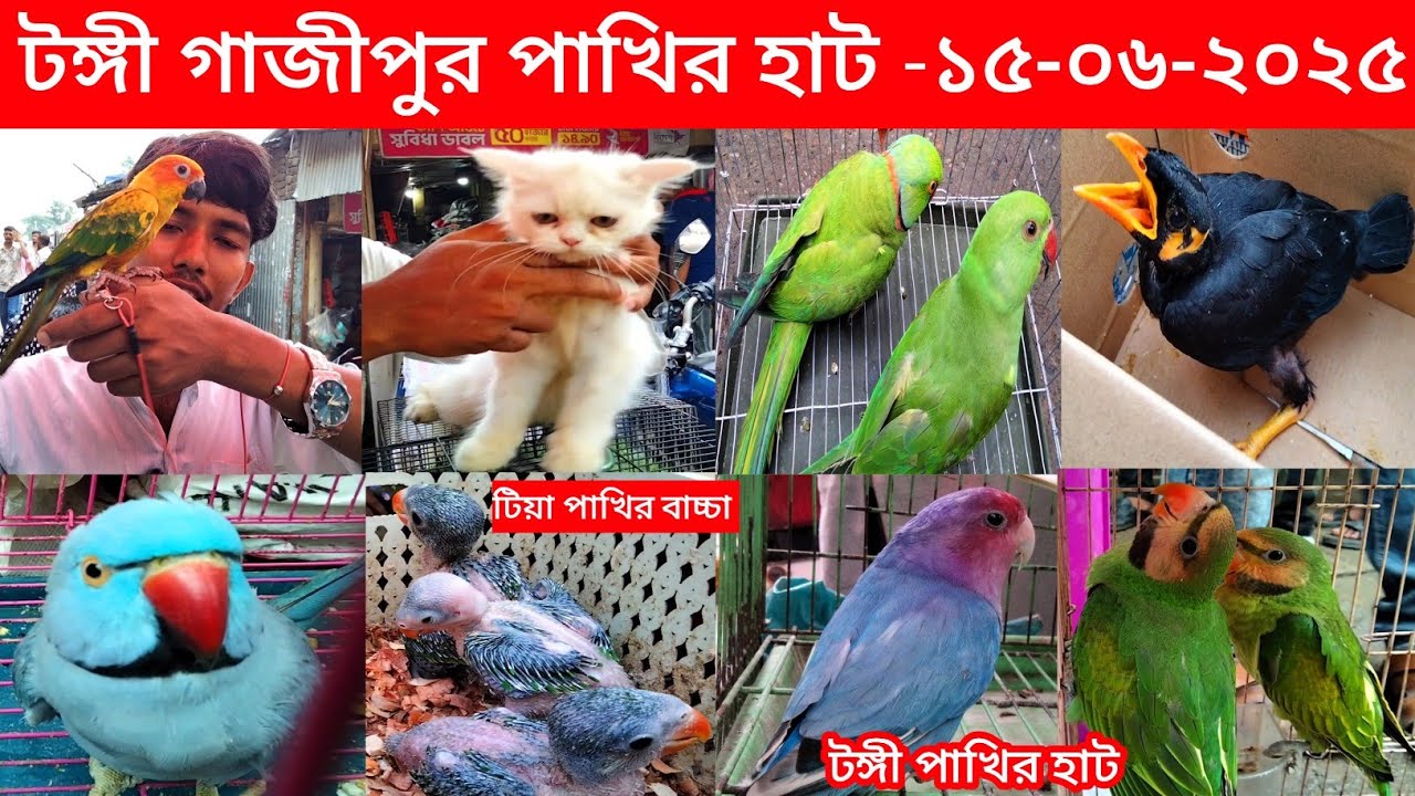 জমজমাট টঙ্গী গাজীপুর পাখির হাট || Tongi Bazar pakhir hat || bird price in Bangladesh || Tongi hat