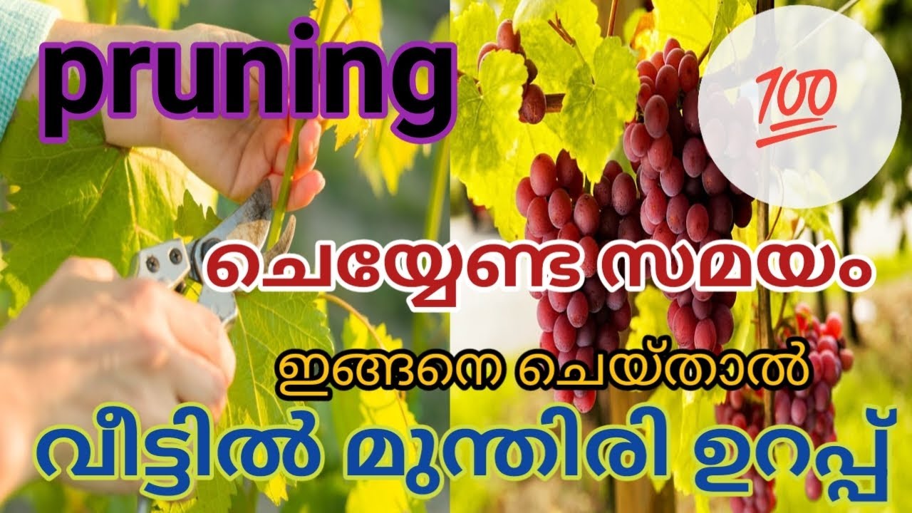 ഇതുപോലെ ചെയ്താൽ നിങ്ങളുടെ വീട്ടിൽ നിറയെ മുന്തിരി കായ്ക്കും