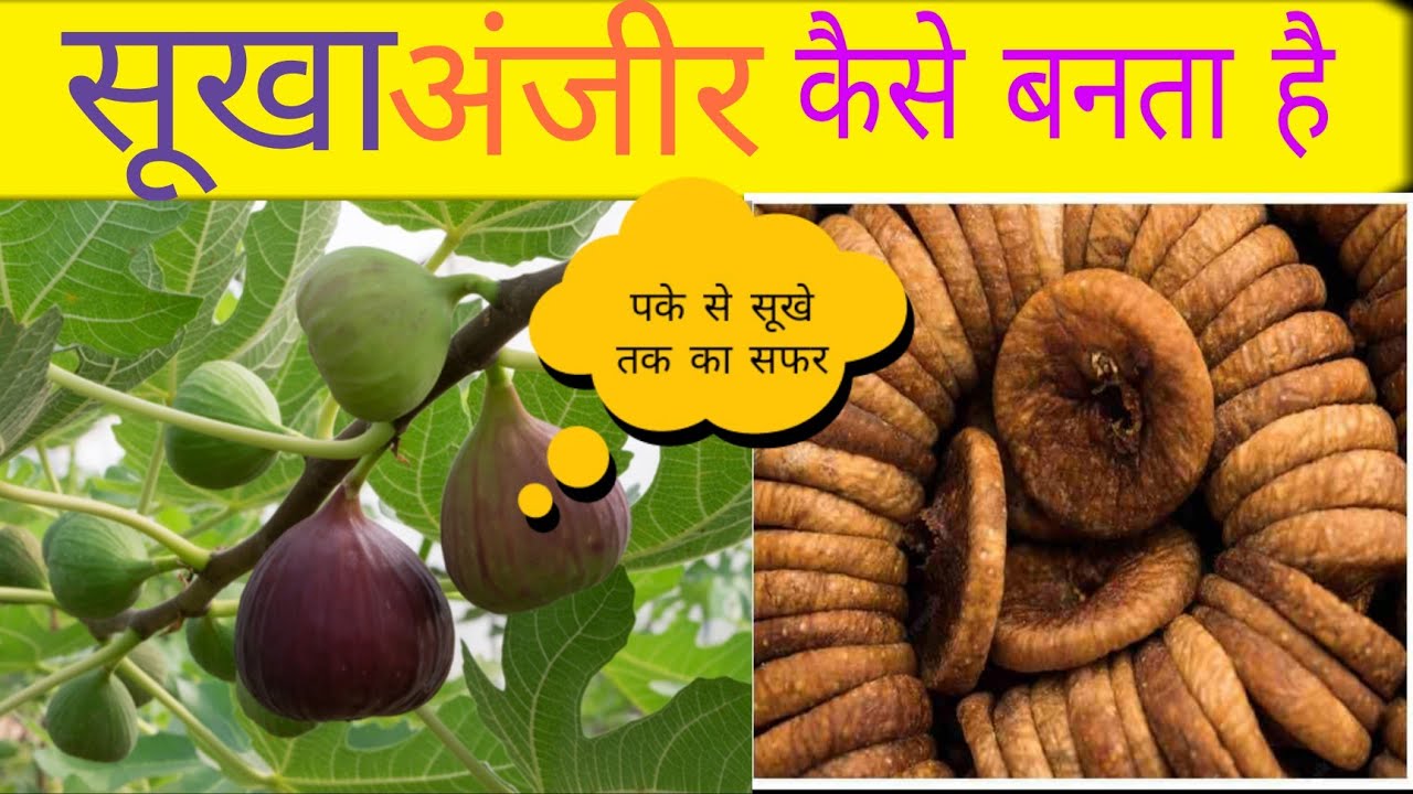 पके हुए अंजीर से किसान भाई ऐसे करें अपनी आय चार गुना