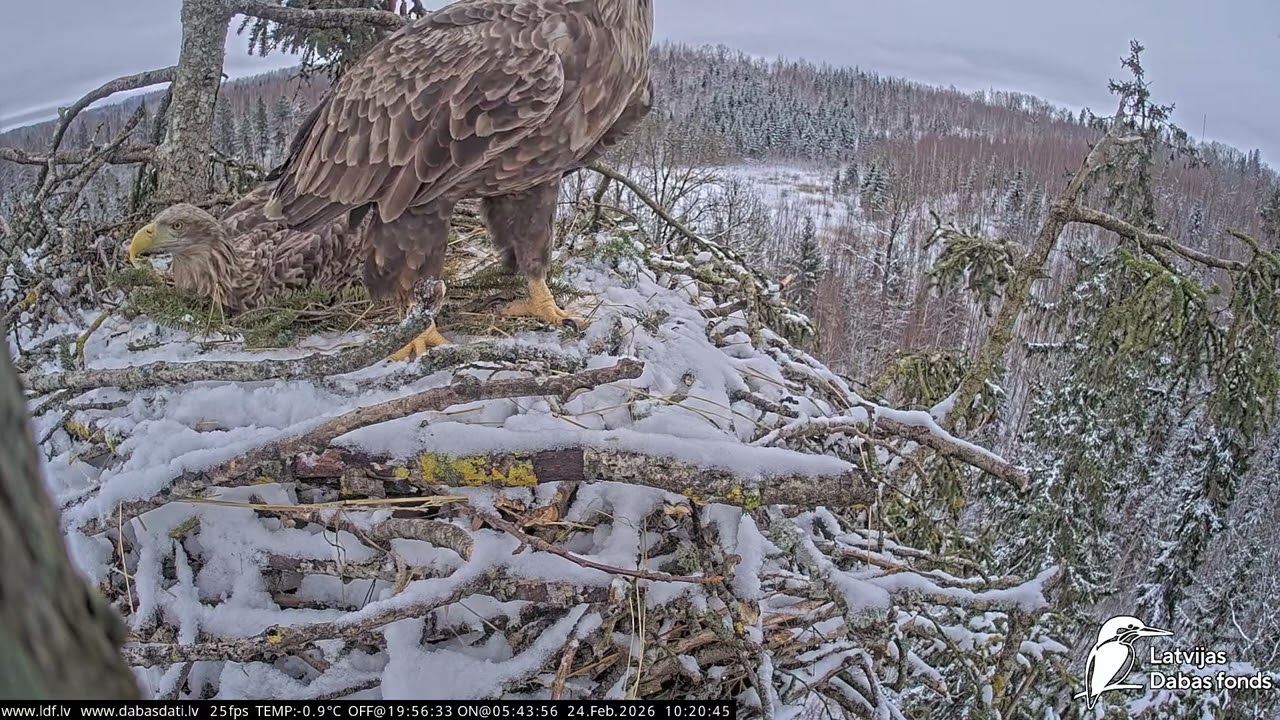 J E20260224 101755MaleWaitsFemaleBringsSprGTBothWorkFemaleOut