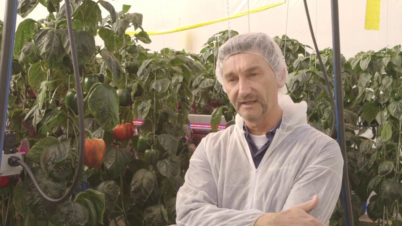 Lighting the way to year-round greenhouse veggie harvest