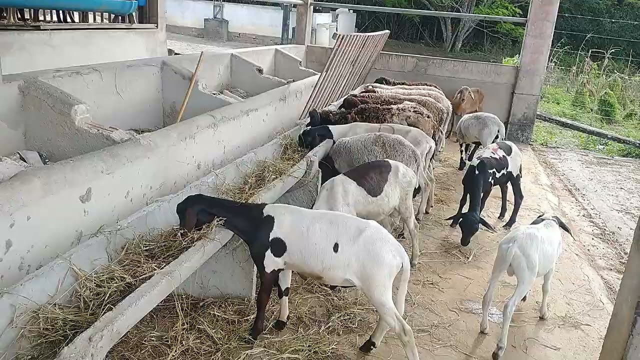 ó gente que chegou por aqui hoje agora sim viu eu tenho que fazer 🐑🤣🙏🙌🏻