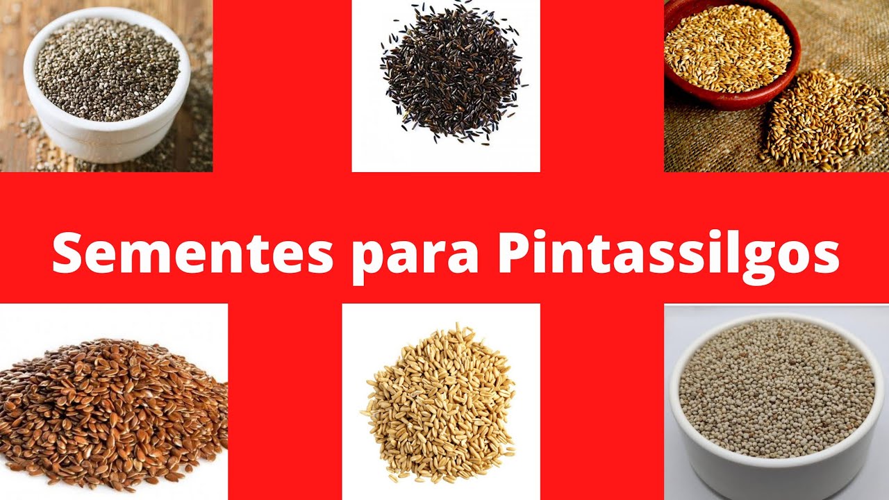 Sementes para Pintassilgo.