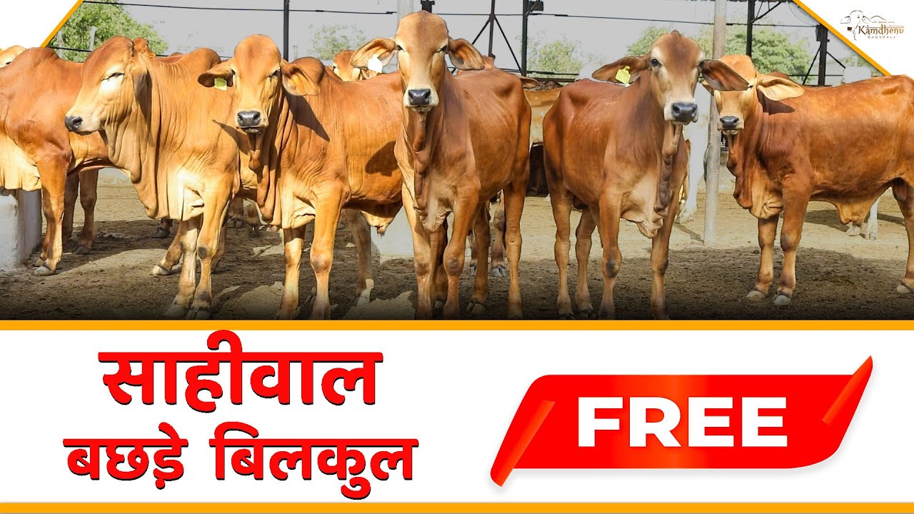 साहीवाल बछड़े बिलकुल FREE 😲😲 | साहीवाल, गीर और थारपारकर नंदी | Sahiwal Bull | Kamdhenu Gaushala |