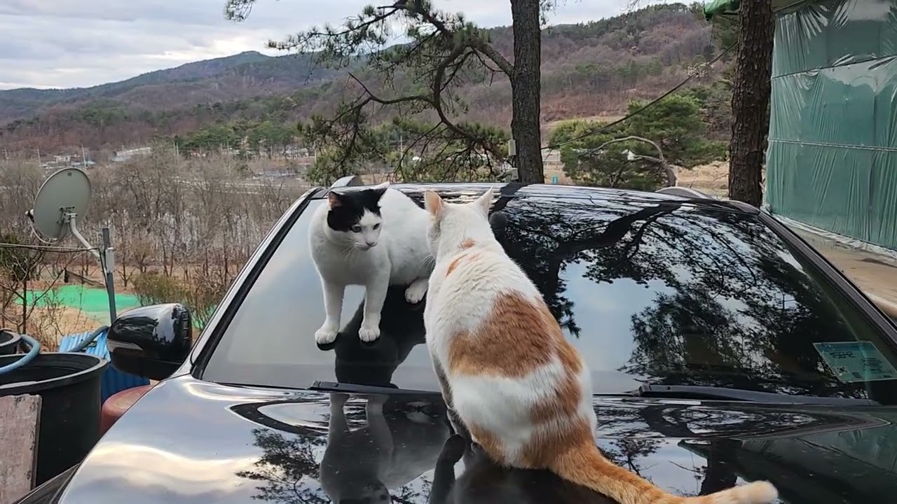 오늘은 정월 대보름 어제까지 비오  다가 오늘은 맑은 날씨라  춥지도   않고 따뜻 하니까 외부 할동이  시작 된것 같아요