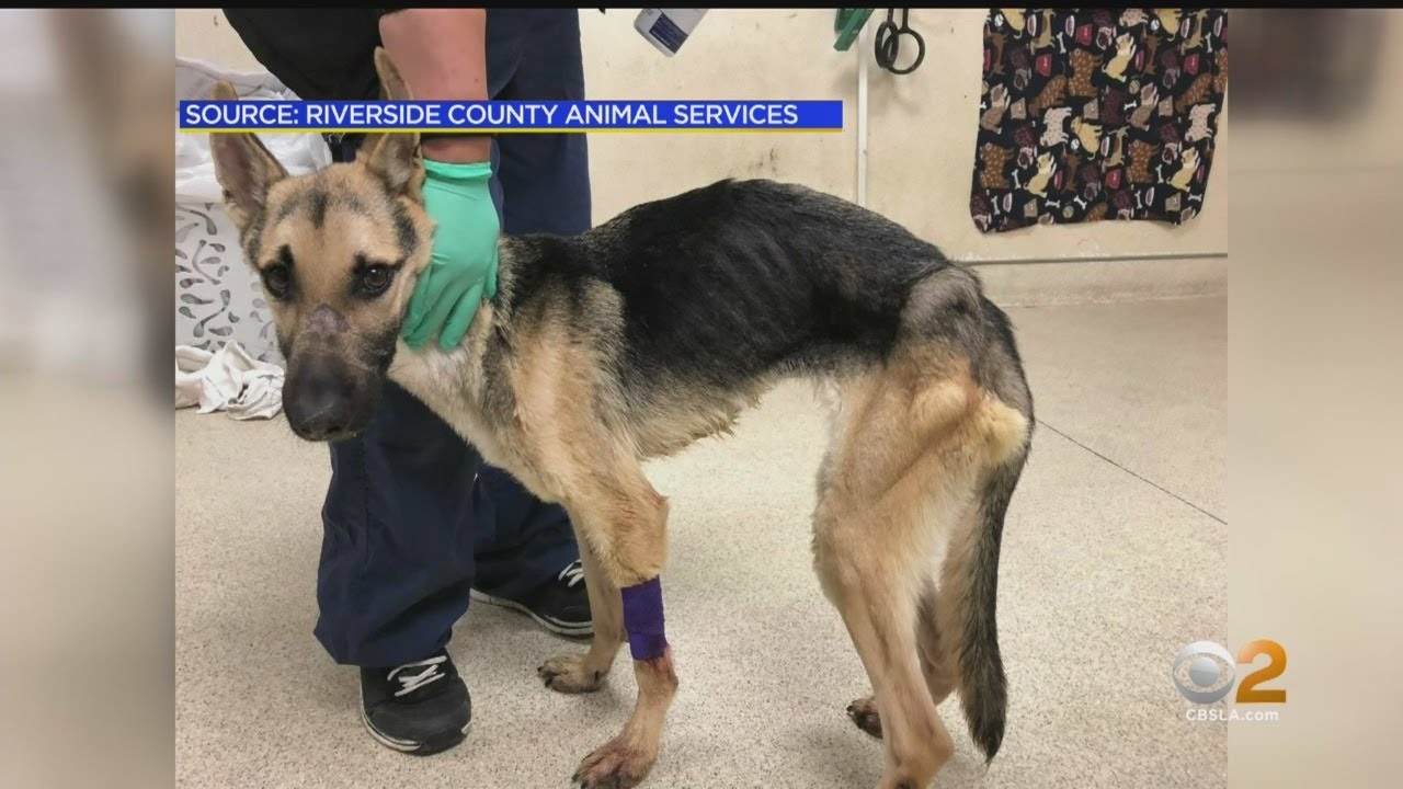 Emaciated Puppy Left At Riverside County Animal Shelter