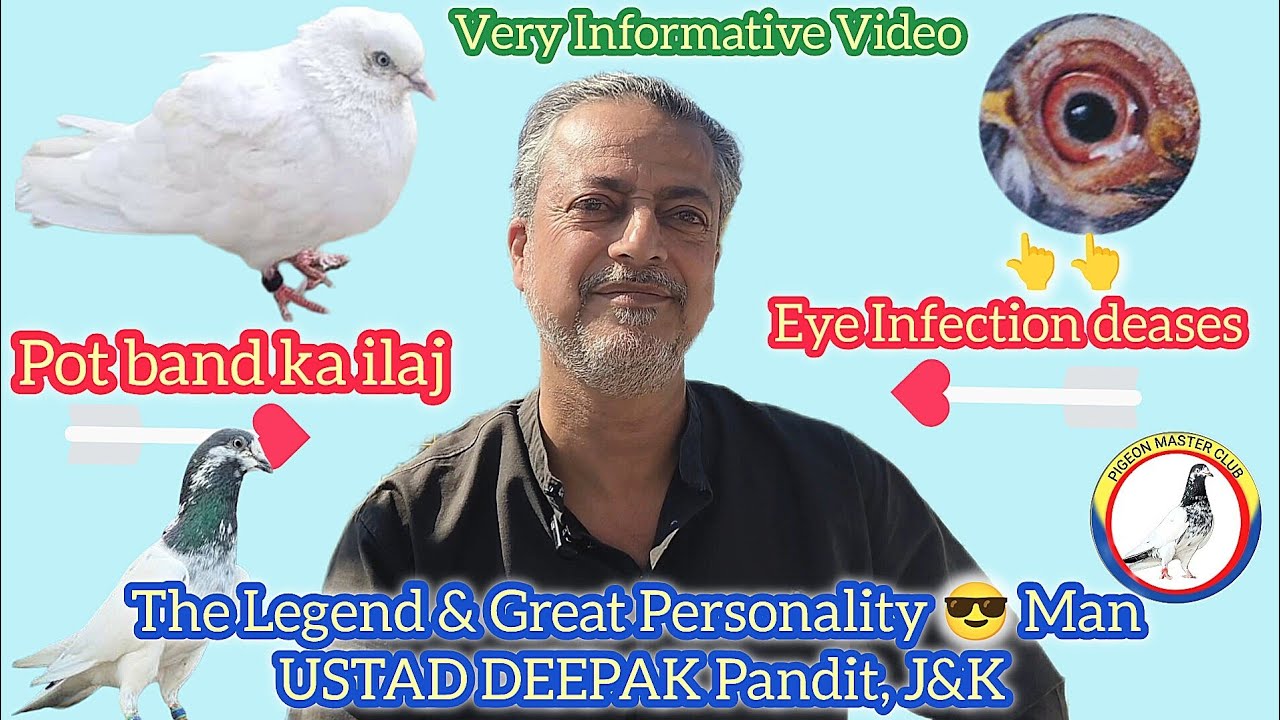 Kabutaro ka Pot band ka ilaj & Kabutaro ka Eyes infection deases treatment || Ustad Deepak pandit..