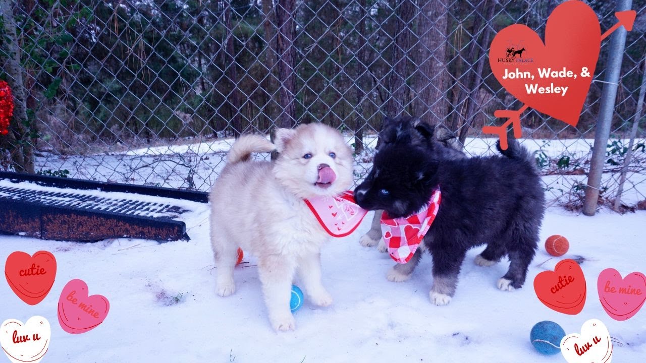 8 week old Huskies Playing in the Snow | Husky Palace