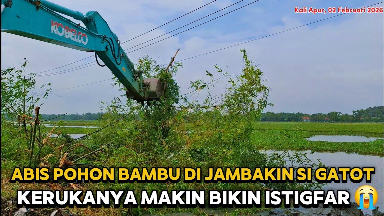 SI GATOT KACA KERUKANYA MAKIN GAK KARUAN ‼️ POHON BAMBU SAMPE ABIS DI JAMBAKIN ‼️