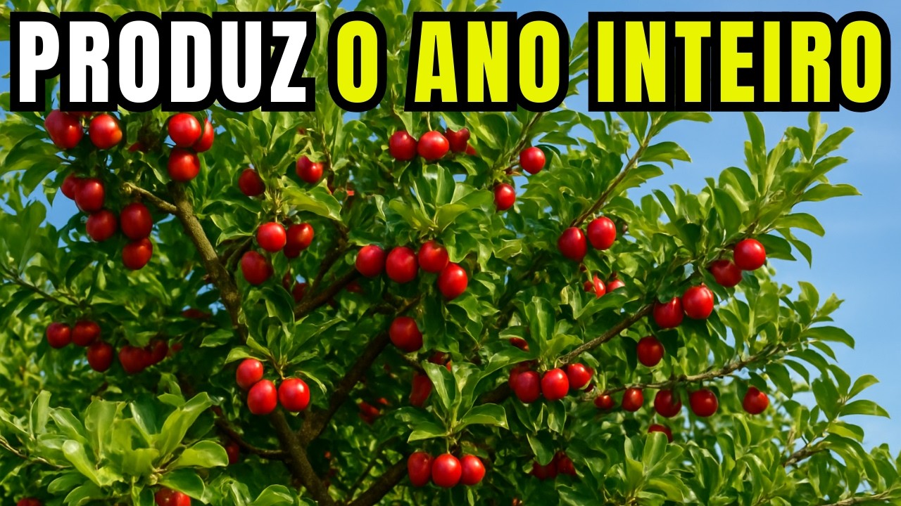 Como Fazer ACEROLA PRODUZIR O ANO INTEIRO