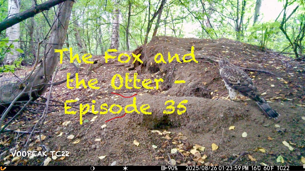 The Fox and the Otter - Episode 35