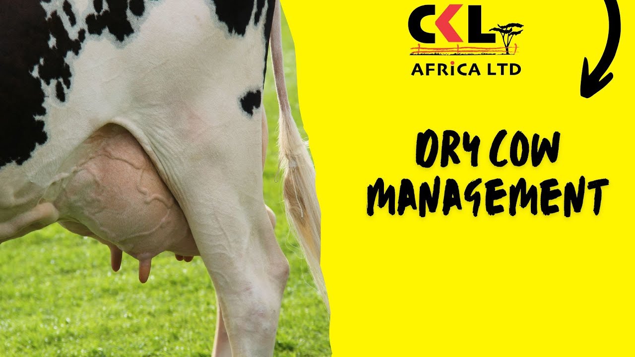 Dry Cow Management