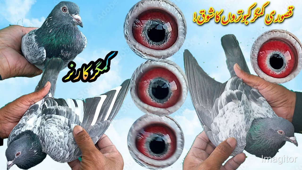 21 January 2026قصوری کمگر کبوتروں کا شوق استاد سرفراز قصوری 03054851240