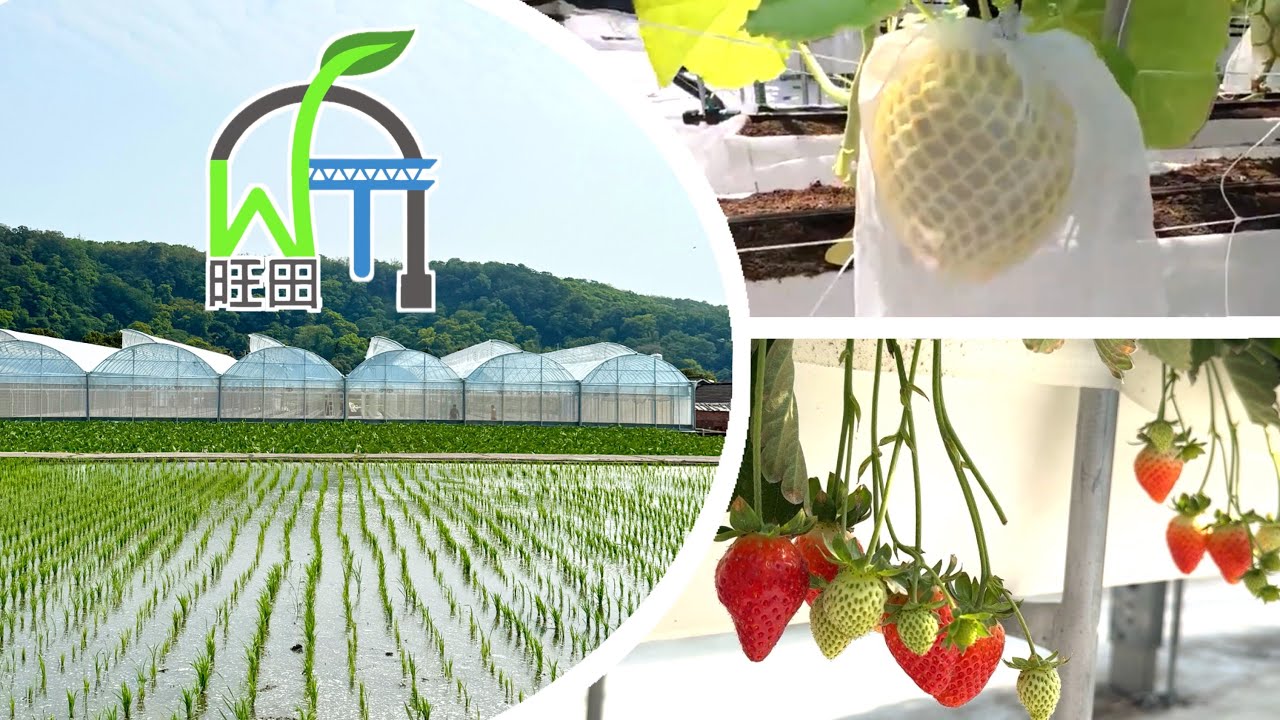 【旺田溫室#018】 HONEYDEW & STRAWBERRY 簡易溫室