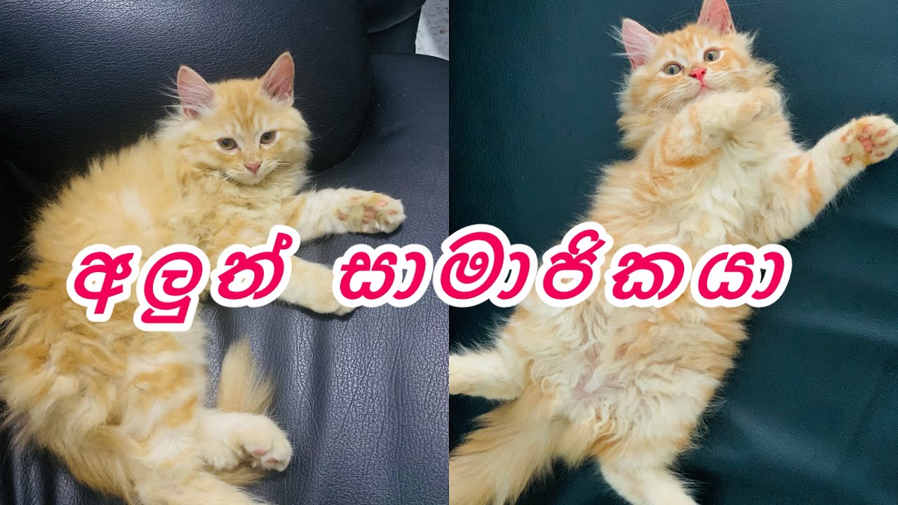අලුත් කෙනා කවුද.??| රු.100 සේල් | chethi