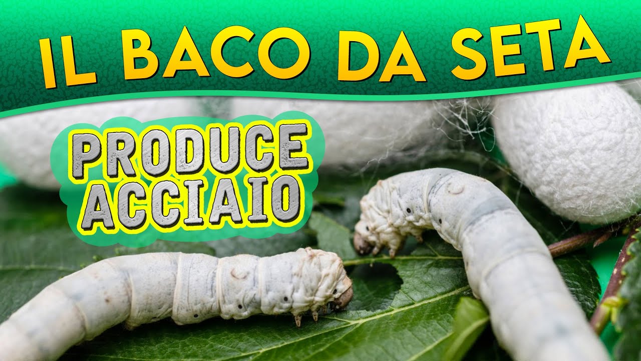 Il Baco da seta: produce acciaio ► Puntata 152
