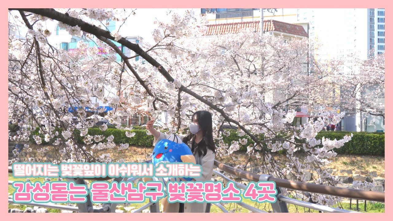 [벚꽃맛집] 남구청 공무원이 추천하는 남구의 벚꽃명소(캬..취한다...)