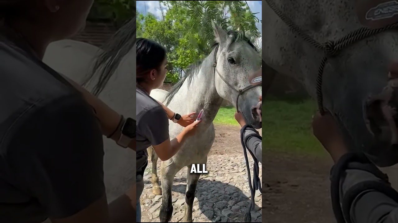 Antivenom Is Made From Horse Blood! 🐍💉 The Shocking Truth Behind Snake Bites!