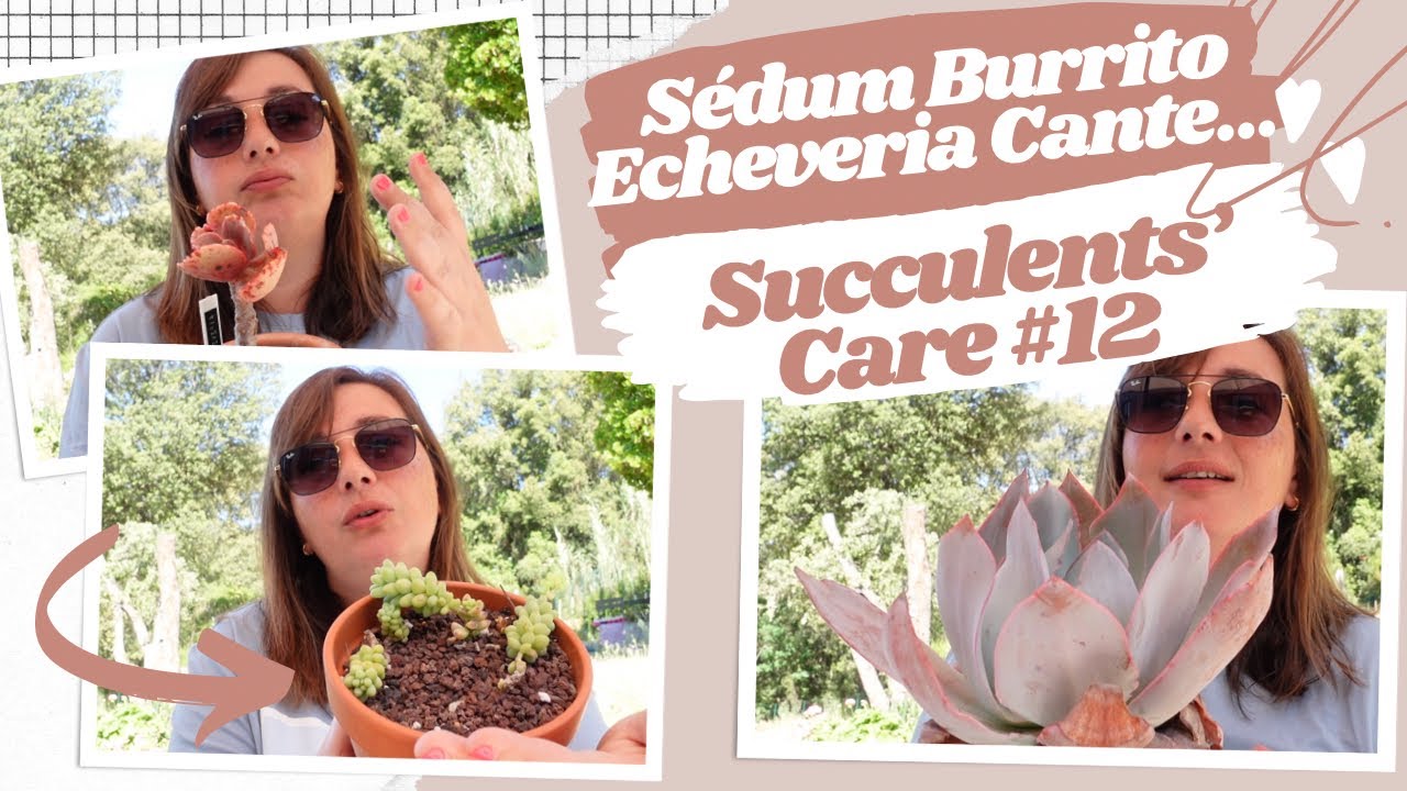 Succulents'care #12 | Sedum Burrito, Echeveria Cante et Domaine de la Madeleine | Le p jardin de Bob