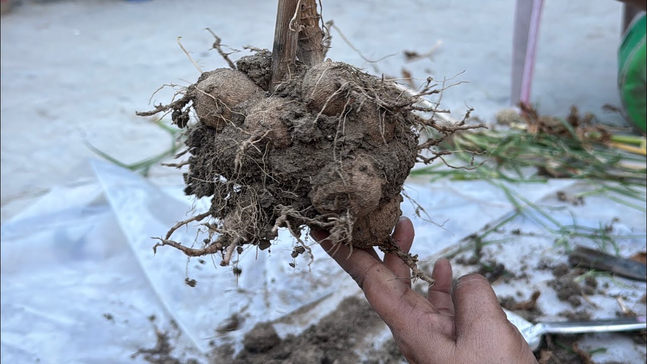 ডালিয়া ফুল গাছের বীজ সংগ্রহের অতি সহজ উপায় ও পরিচর্যা