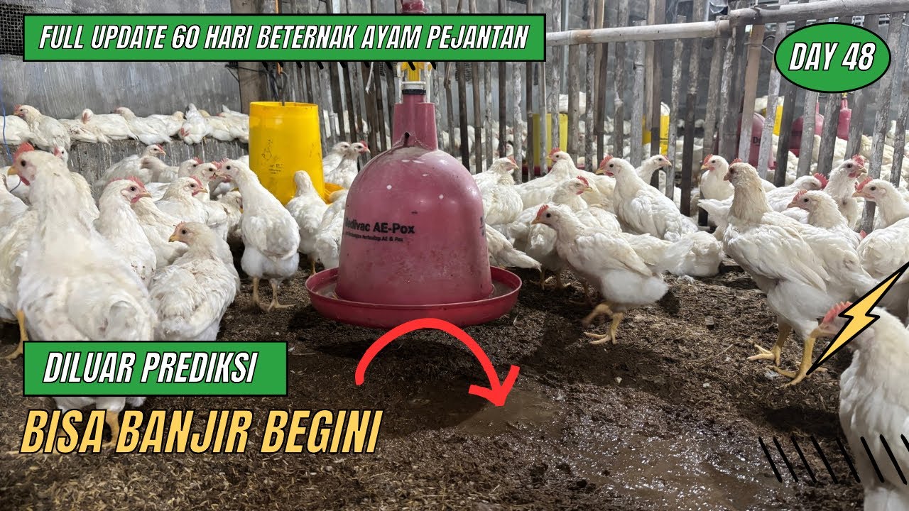 DAY 48 - HARUS GANTI SEKAM BARU KARENA CEROBOH