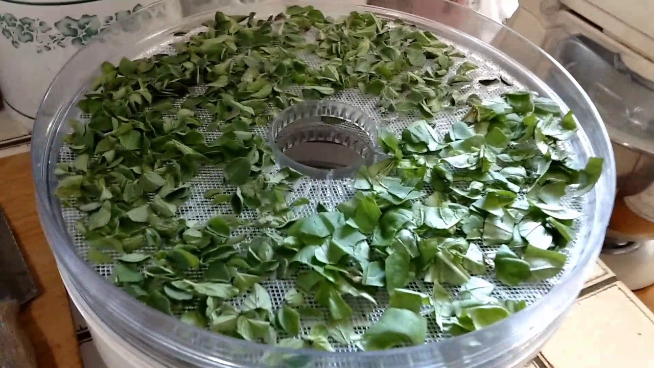 Dehydrating Herbs in Ronco dehydrater's!